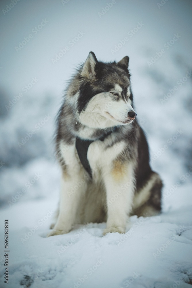 Majestic siberian husky perched on a snowy landscape looking aside