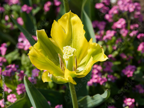 Tulipe viridiflora 'Yellow spring green' à inflorescence solitaire vert pomme panachée de jaune vue de près photo