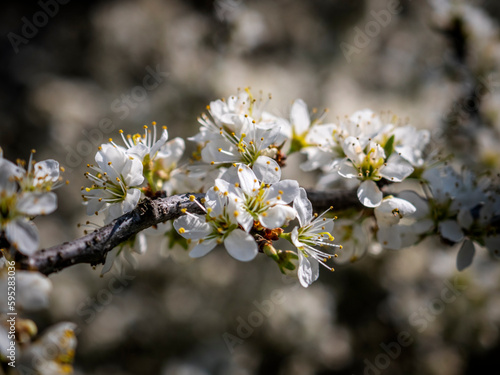 Wiosna, kwiat jabłoni © Ola i Eryk