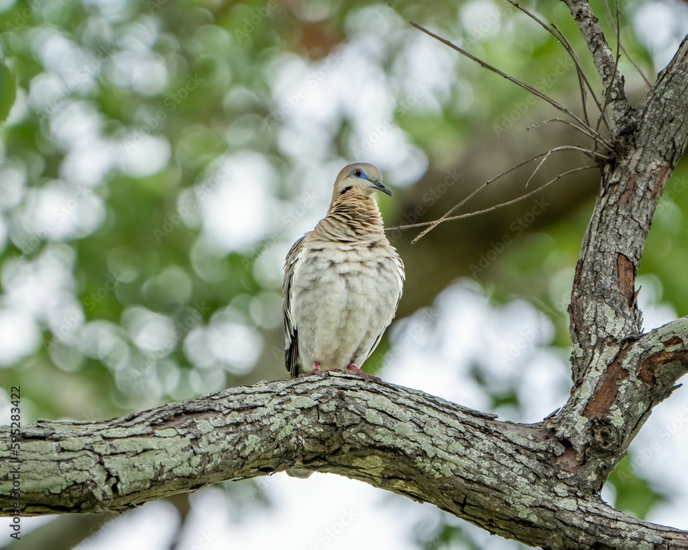 Beautiful dove perched atop a lush tree branch, its feathers gleaming in the natural light Beautiful dove perched atop a lush tree branch, its feathers gleaming in the natural light