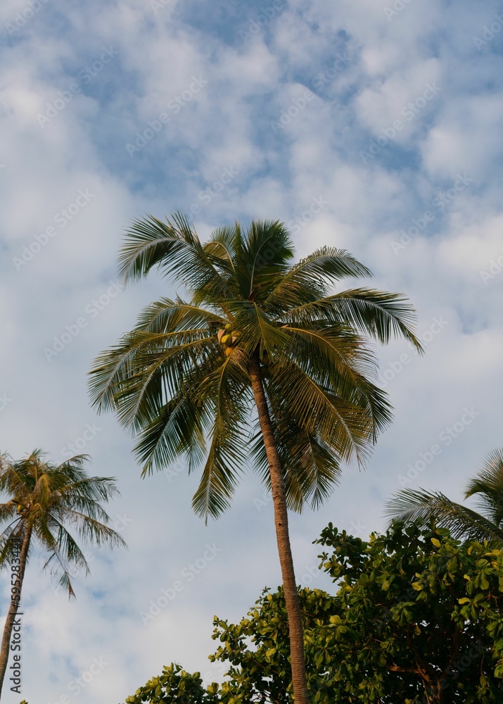 Towering palm tree stands proudly against a backdrop of white, fluffy clouds
