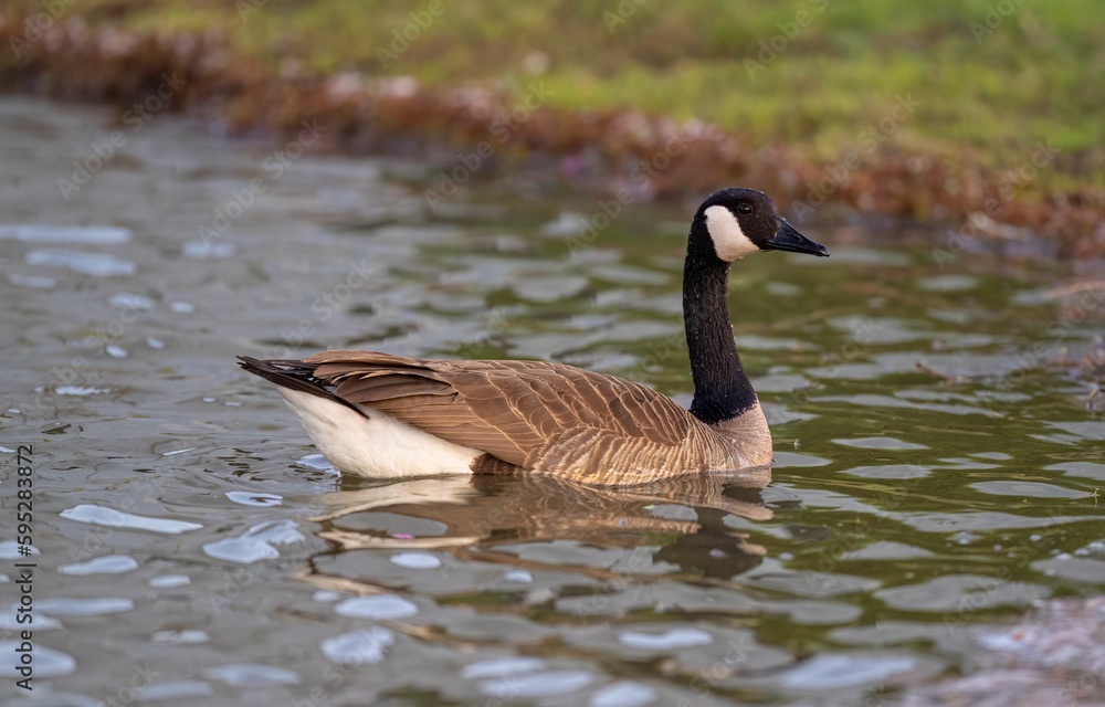 Goose peacefully floating in a body of water surrounded by lush green grass Goose peacefully floating in a body of water surrounded by lush green grass