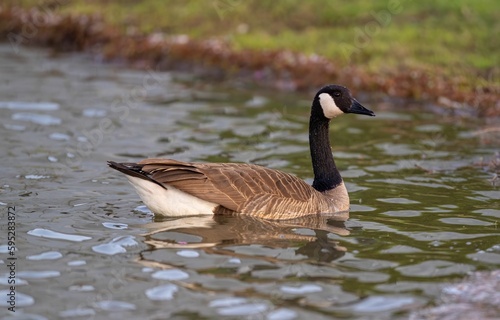 Goose peacefully floating in a body of water surrounded by lush green grass