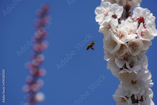 Canvas Print beautiful apricot flowers blooming against the blue sky