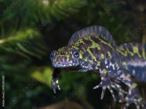 Closeup on an impressive crested French male Marbled newt, Triturus marmoratus