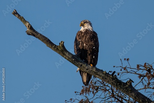 Low-angle shot of a bald eagle perched on a tree branch under a blue sky