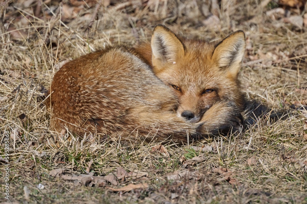 Fototapeta premium Red fox resting in a bed of grass and dried leaves, its body completely relaxed