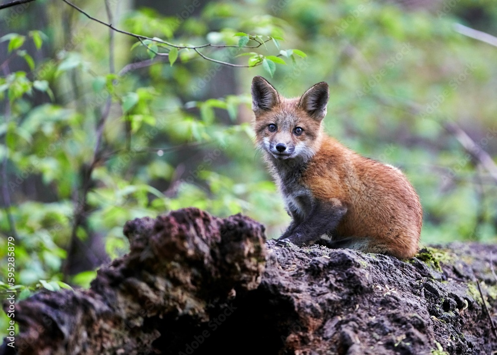 Fototapeta premium Juvenile fox on a large tree stump, looking out into the distance