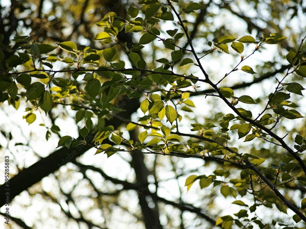 Lush canopy of green foliage of trees illuminated by the warm sunlight Lush canopy of green foliage of trees illuminated by the warm sunlight