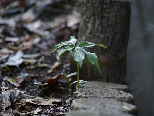 Closeup of a green plant growing through tree trunks