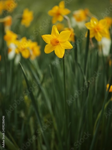 Beautiful view of daffodil flowers in a field, basking in the sunshine amidst a lush backdrop