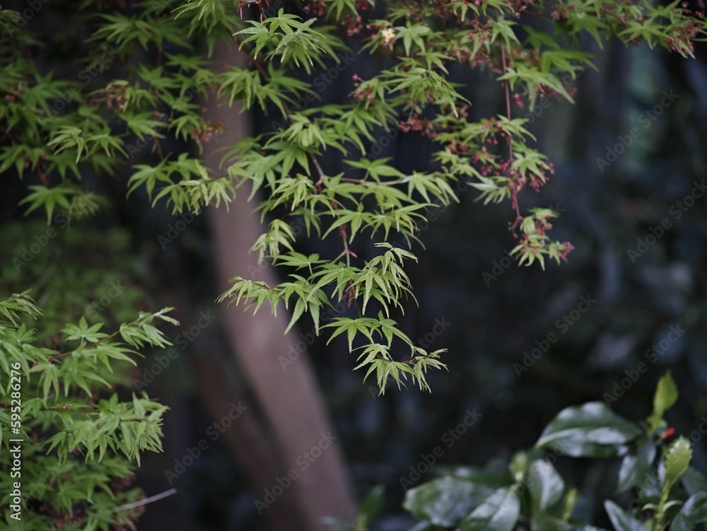 Lush plant with vibrant green foliage growing amidst a backdrop of shrubs in a natural setting Lush plant with vibrant green foliage growing amidst a backdrop of shrubs in a natural setting