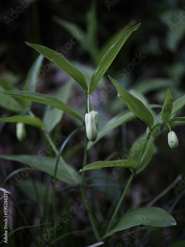 Wallpaper Mural Vertical shot of a green plant with blossoms in a woodland setting Torontodigital.ca