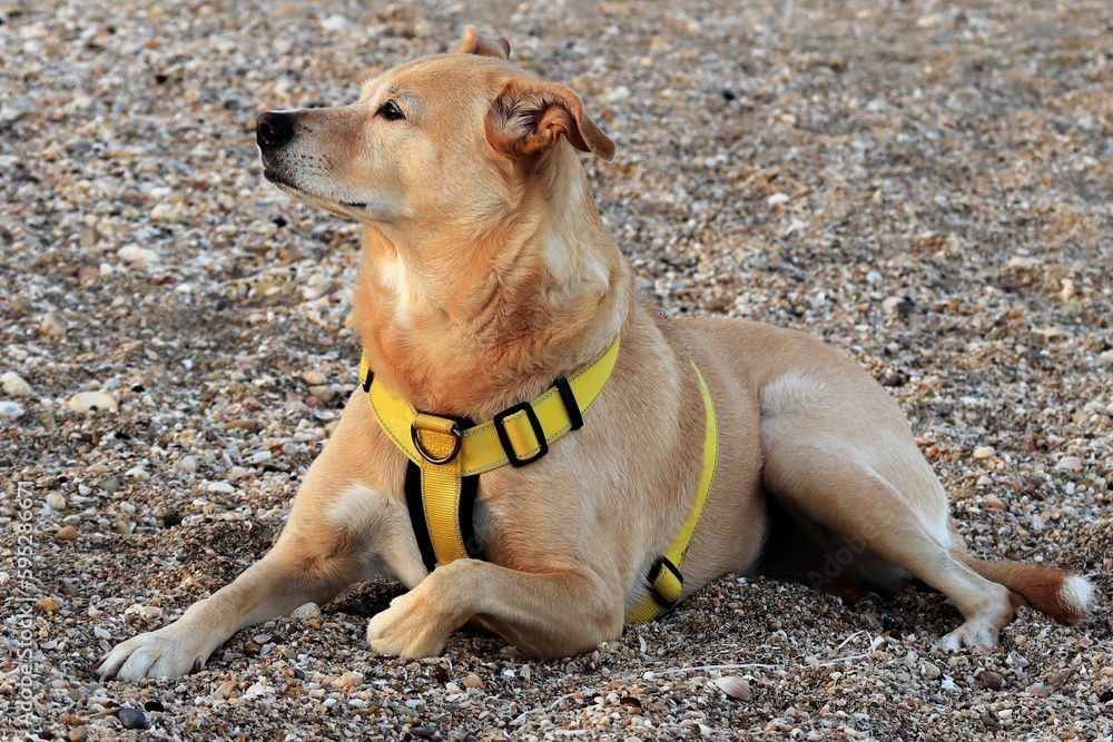 Obraz premium Adorable canaan dog in a yellow harness laying on a seashore