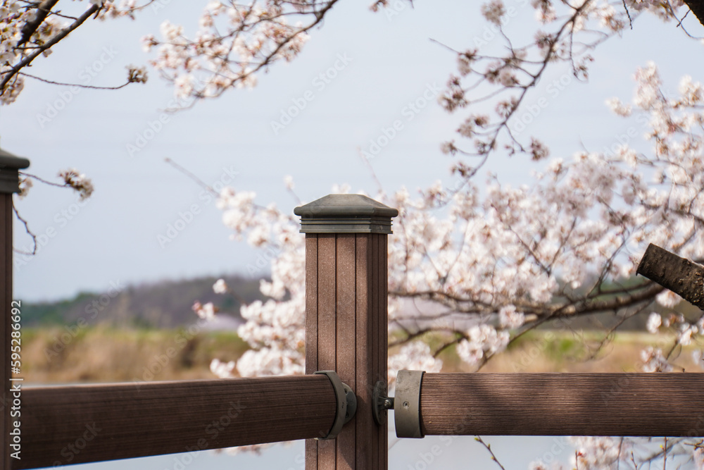 Naklejka premium Fence with Beautiful Famous Landscape Cherry Blossoms Tree