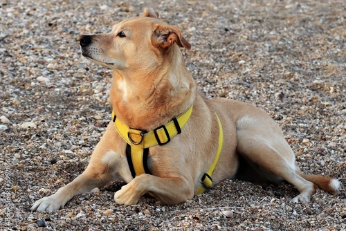 Adorable canaan dog in a yellow harness laying on a seashore