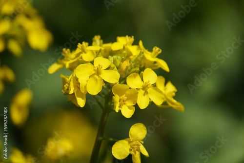 Obraz na płótnie Blossomed yellow mustard flower in the agricultural field close up shot with sel