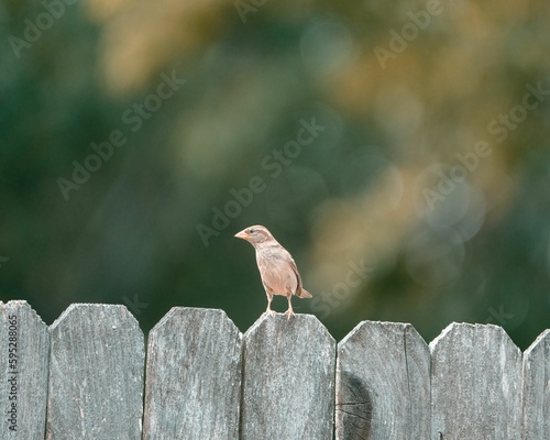 Fotografija Bird perches atop a wooden fence post.