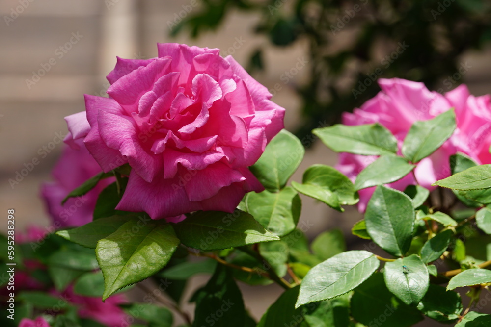 Beautiful roses blooming in May.