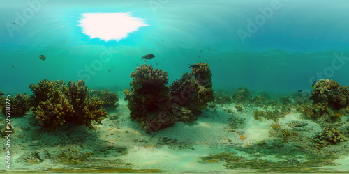 Fototapeta Naklejka Na Ścianę i Meble -  Tropical colourful underwater seascape. Tropical fishes and coral reef underwater. Underwater landscape. Philippines. 360 panorama VR