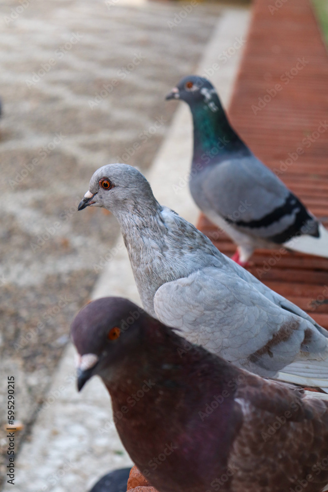 3 Pigeons Resting on the Floor in a Line 3 Pigeons Resting on the Floor in a Line