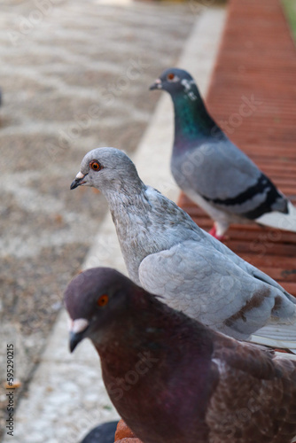 3 Pigeons Resting on the Floor in a Line