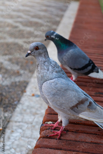 2 Pigeons Resting on a Bench on the Tree