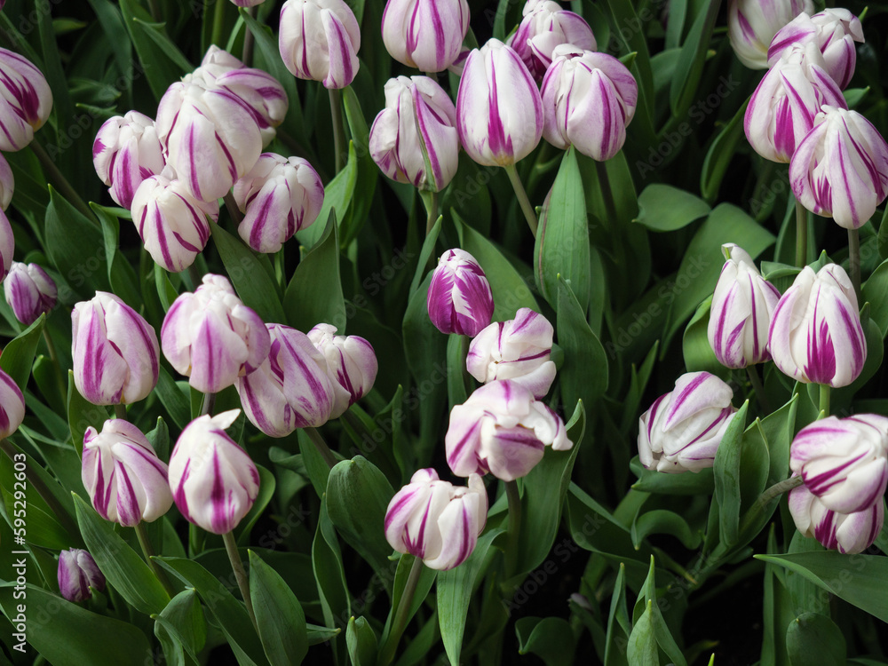 Obraz premium Tulip Flowers