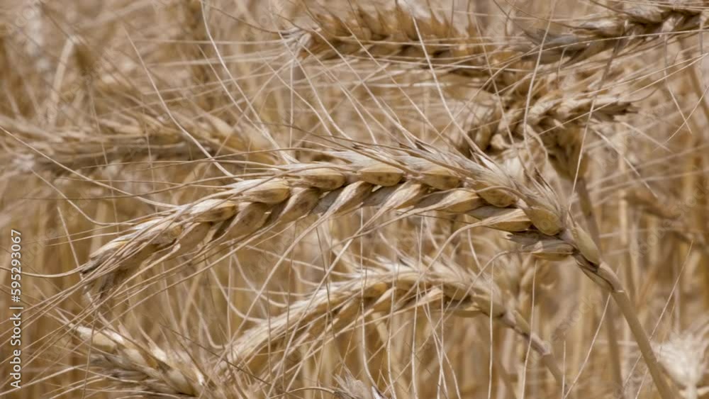 close up of wheat. close up of wheat ears. Wheat Field at Sunrise, footage of wheat field. beautiful footage of wheat field. wheat field. close up of wheat. close up of wheat ears. Wheat Field at Sunrise, footage of wheat field. beautiful footage of wheat field. wheat field.