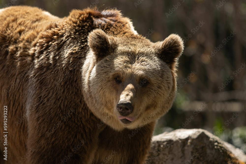 Brown bear stands on rocky terrain in an open-air enclosure on sunny day