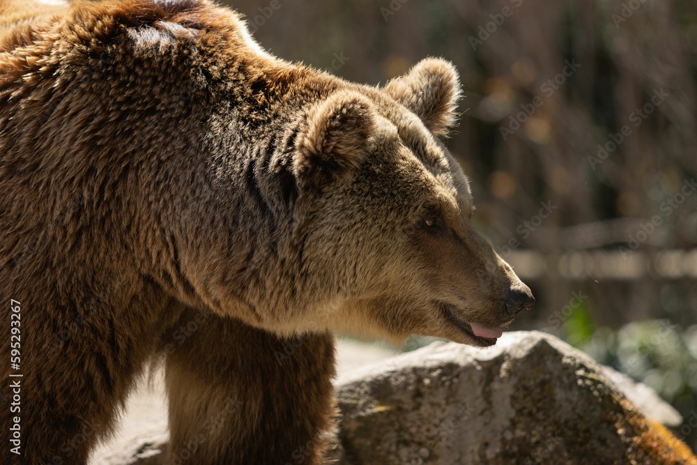 Obraz premium Brown bear stands on rocky terrain in an open-air enclosure on sunny day