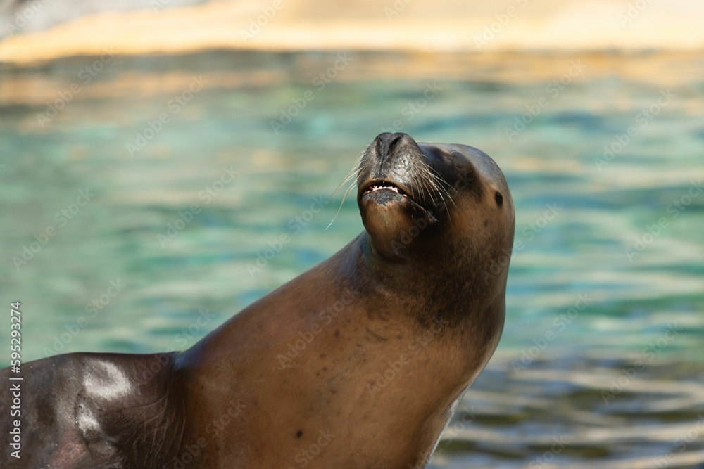 Fototapeta premium Adorable seal lounging in a zoo enclosure outdoors, enjoying the warm sunshine