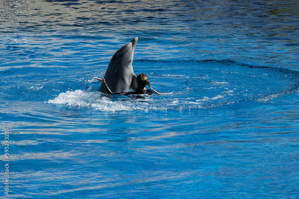 Fototapeta premium Playful dolphin swimming and performing tricks in a crystal clear blue pool of a Dolphinarium