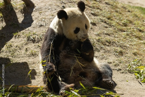 Fototapeta Naklejka Na Ścianę i Meble -  Adorable panda bear happily munching on fresh bamboo leaves in an outdoor setting
