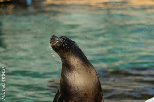 Adorable seal lounging in a zoo enclosure outdoors, enjoying the warm sunshine