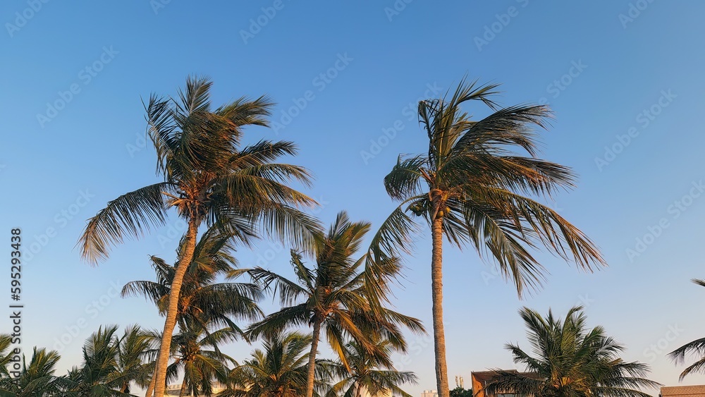 Coconut trees on sunny day Coconut trees on sunny day