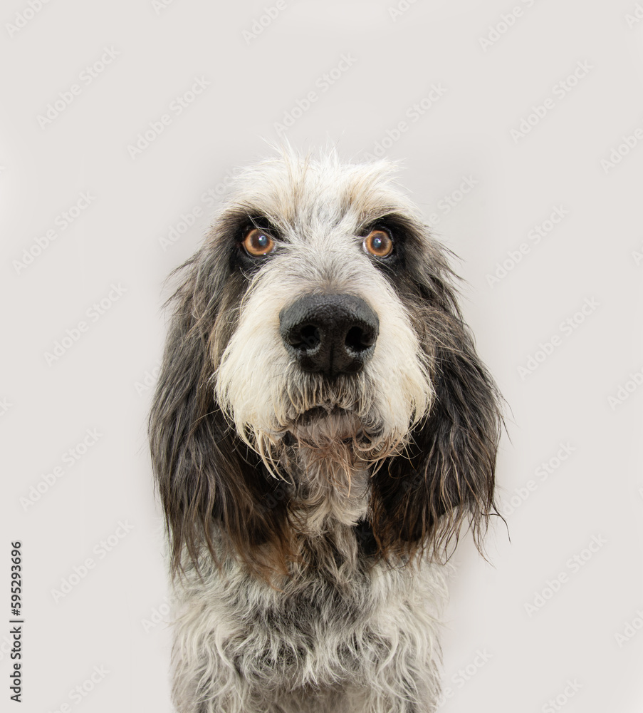 Portrait concentrate adult Blue Gascony Griffon dog with serious expression face. Dog emotion.. Isolated on gray background.