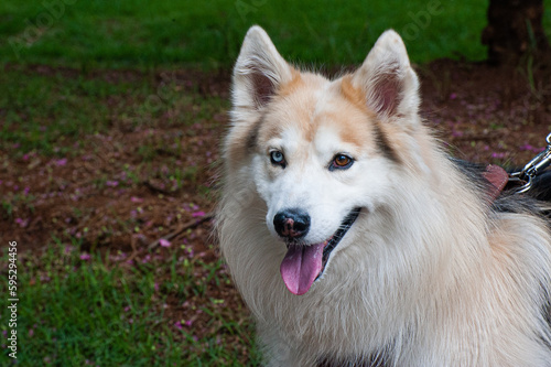 A beige and white Alaskan Malamute with heterochromia, one blue eye and one brown eye, walking with his owner in a city park.