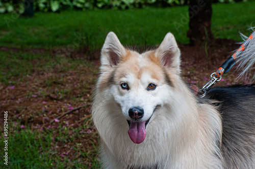 A beige and white Alaskan Malamute with heterochromia, one blue eye and one brown eye, walking with his owner in a city park.