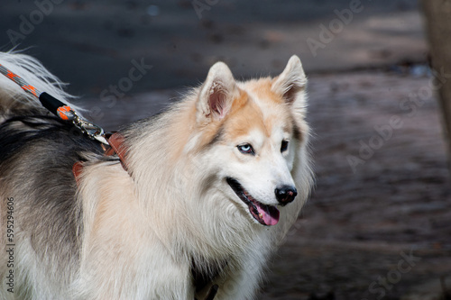 A beige and white Alaskan Malamute with heterochromia, one blue eye and one brown eye, walking with his owner in a city park.