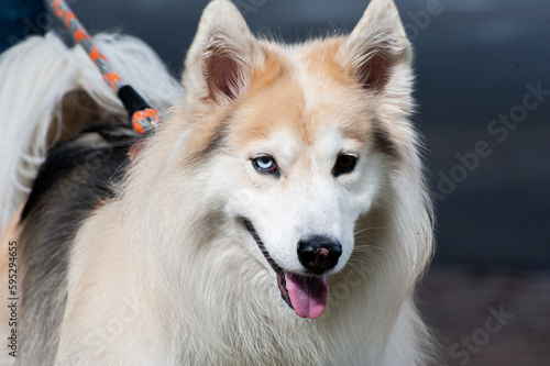 A beige and white Alaskan Malamute with heterochromia, one blue eye and one brown eye, walking with his owner in a city park.