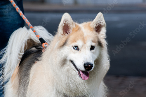 A beige and white Alaskan Malamute with heterochromia, one blue eye and one brown eye, walking with his owner in a city park.