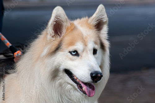 A beige and white Alaskan Malamute with heterochromia, one blue eye and one brown eye, walking with his owner in a city park.