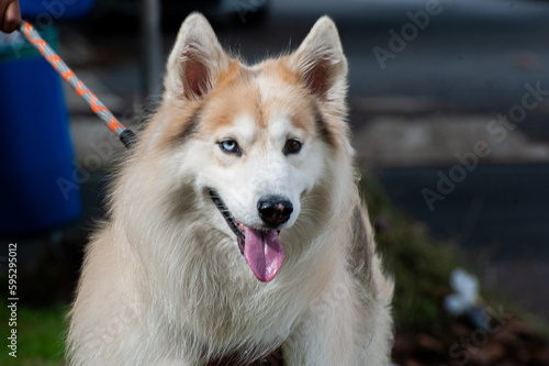 A beige and white Alaskan Malamute with heterochromia, one blue eye and one brown eye, walking with his owner in a city park.