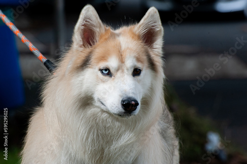 A beige and white Alaskan Malamute with heterochromia, one blue eye and one brown eye, walking with his owner in a city park.