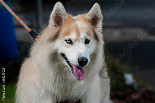 A beige and white Alaskan Malamute with heterochromia, one blue eye and one brown eye, walking with his owner in a city park.