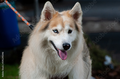 A beige and white Alaskan Malamute with heterochromia, one blue eye and one brown eye, walking with his owner in a city park.