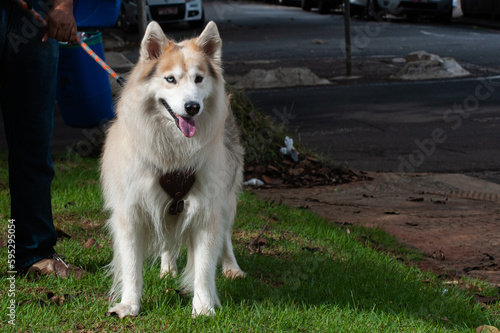 A beige and white Alaskan Malamute with heterochromia, one blue eye and one brown eye, walking with his owner in a city park.