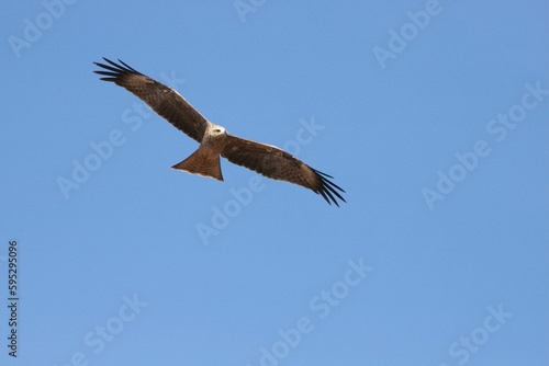 Black kite soaring through a clear blue sky.