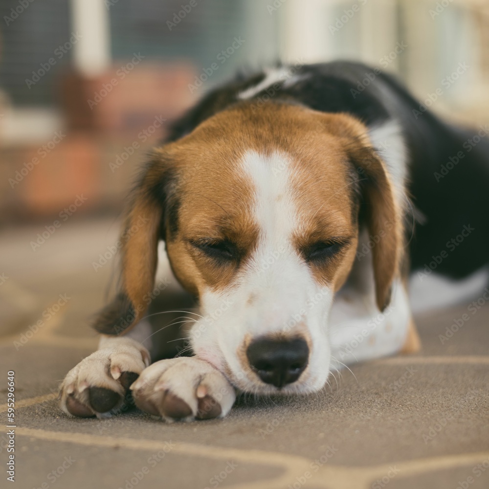 Closeup shot of an adorable beagle dog resting on the floor of a home